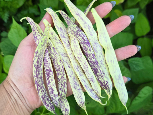 Dragon Tongue Bush Bean Seeds