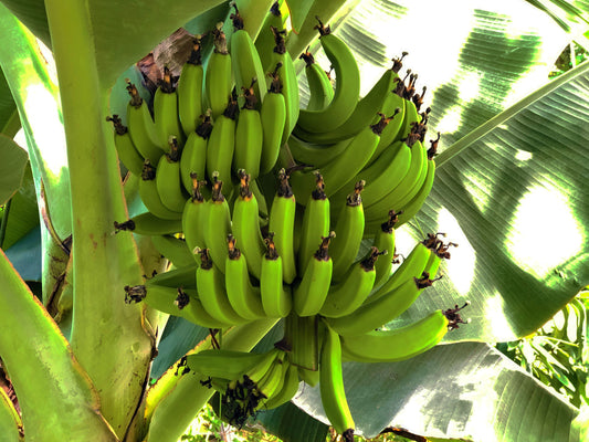 Dwarf Green Banana LIVE Plant