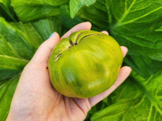 Dwarf Summertime Green Beefsteak Tomato Seeds