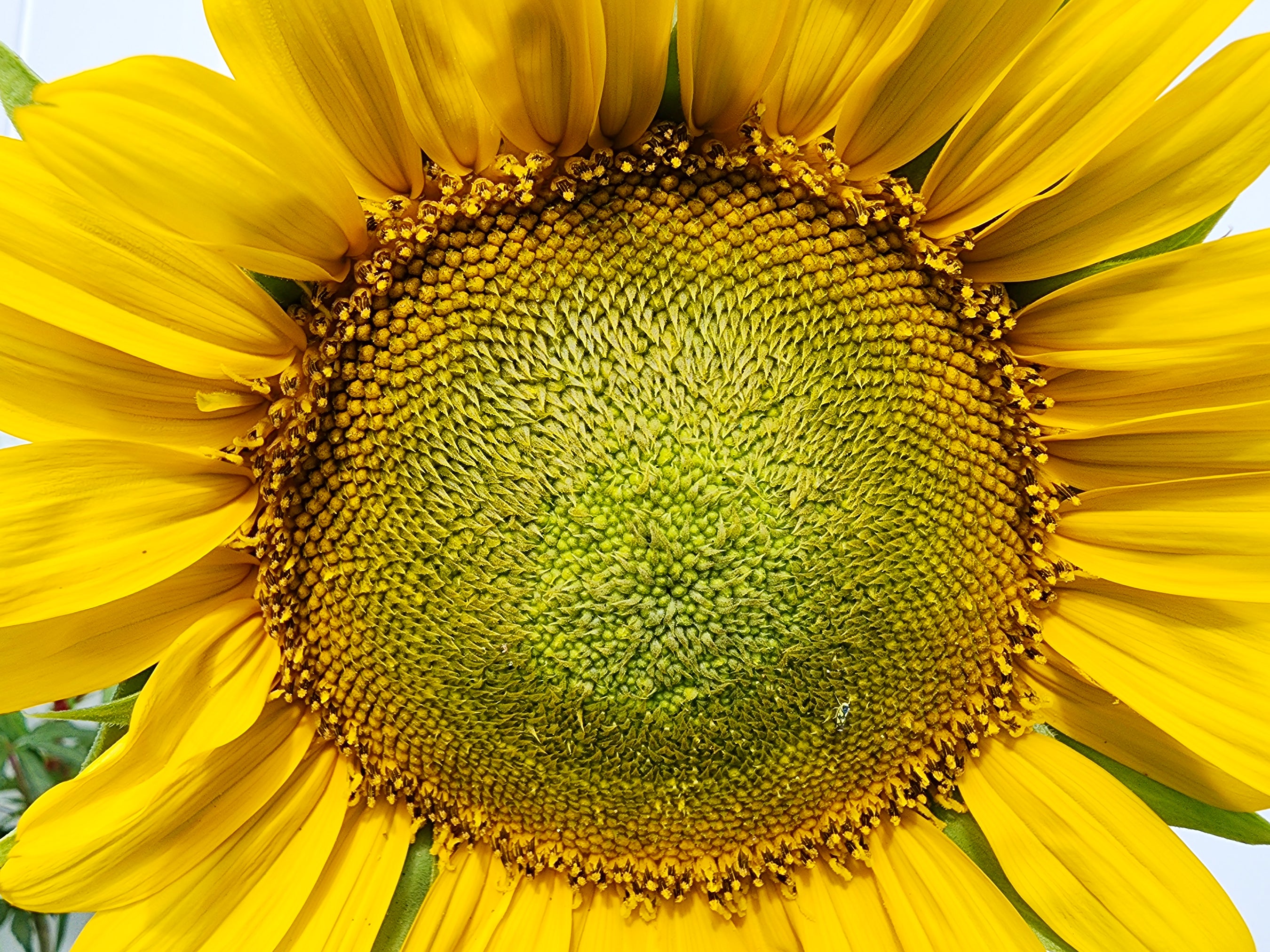 Helianthus Annuus Dwarf Single Sunspot