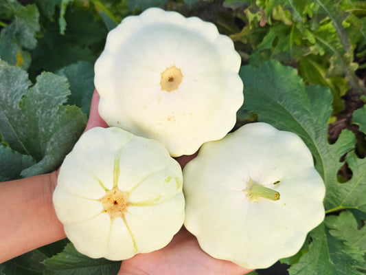 Early White Patty Pan Squash Seeds