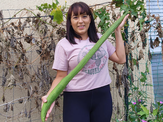 Extra Long Smooth Dishcloth Luffa Seeds
