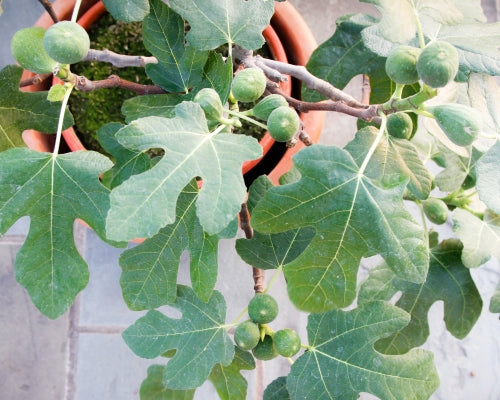 Fignomenal Dwarf Fig Tree LIVE Plant