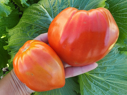 Firali Italian Oxheart Tomato Seeds