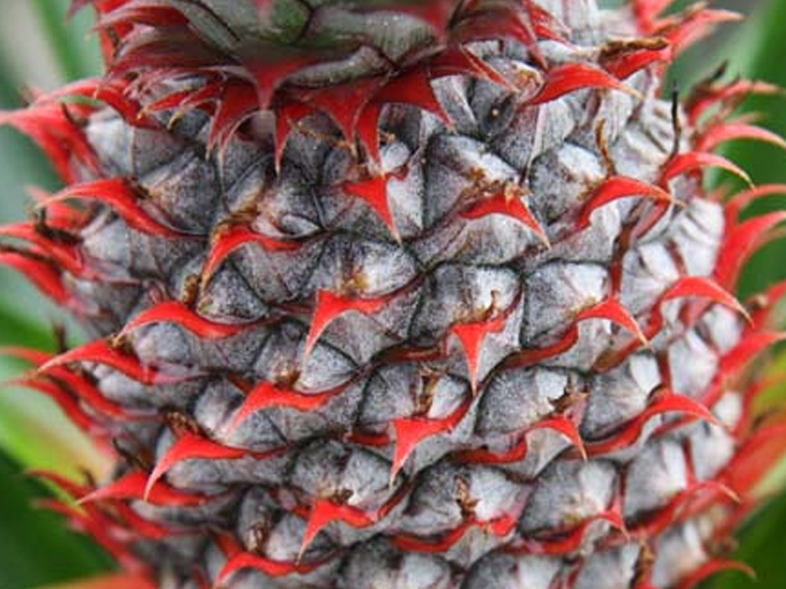 Florida Special Pineapple – Thornless & Cold Hardy – Jerra's Garden