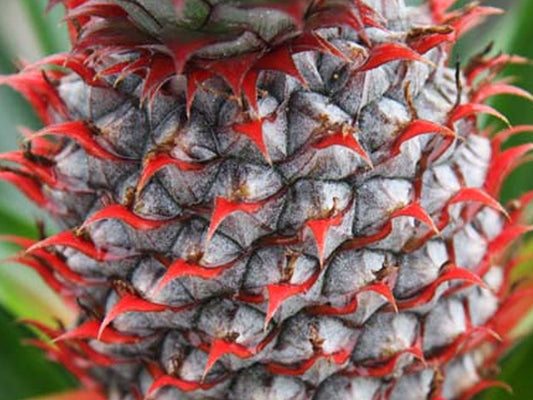 Florida Special Pineapple Thornless & Cold Hardy LIVE Perennial Plant