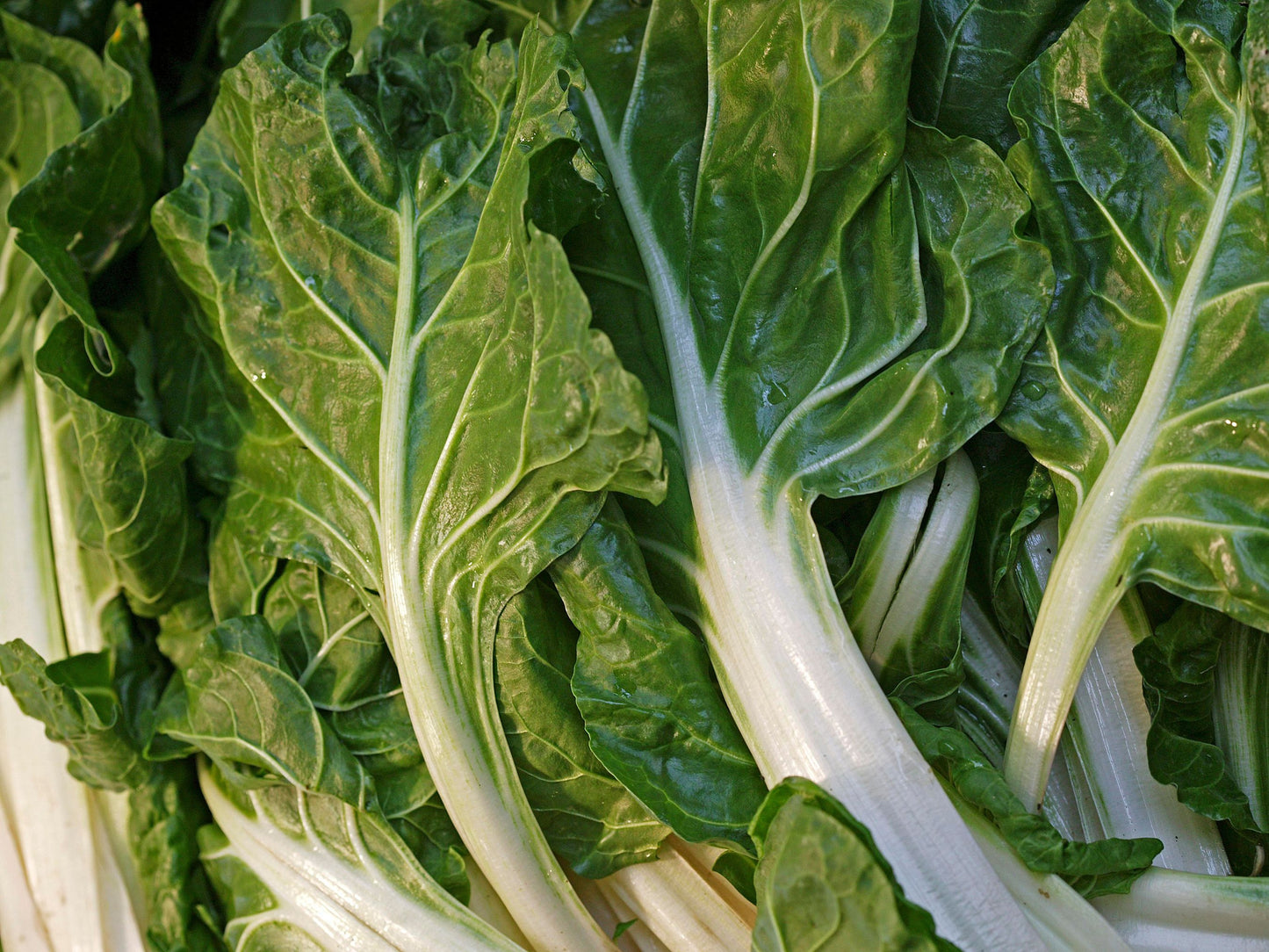 Fordhook Giant Swiss Chard Seeds