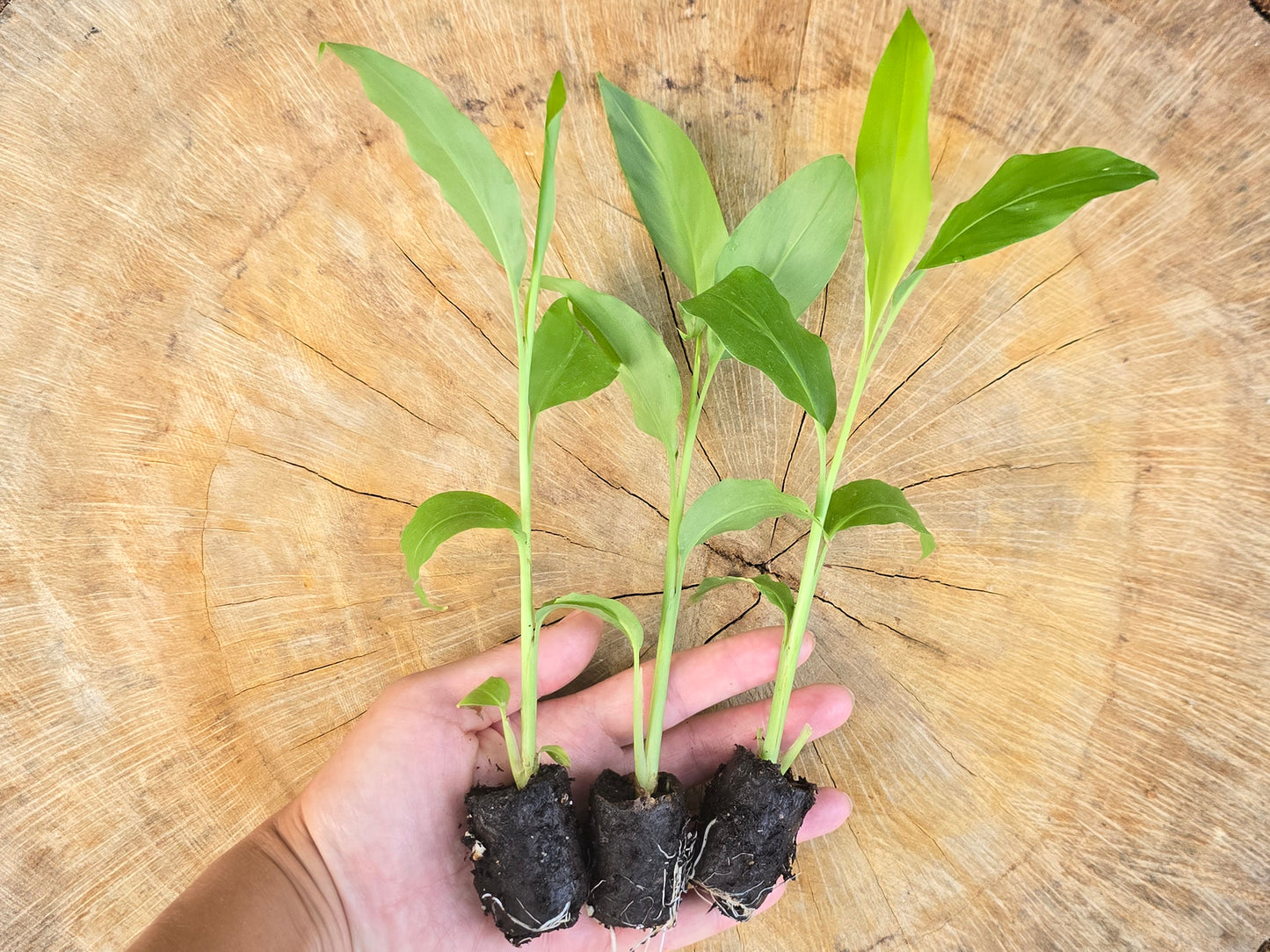 Galangal Rooted Starter Plant