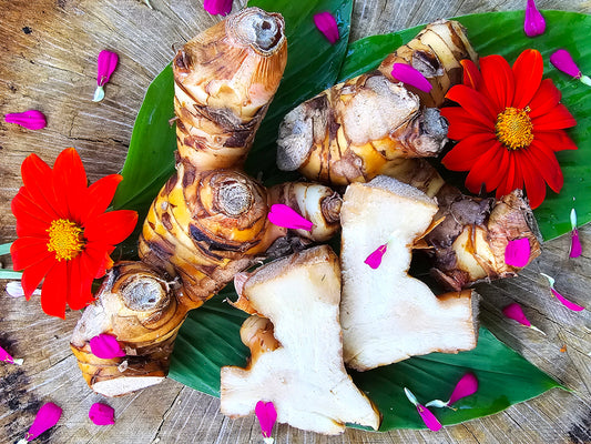 Galangal Rooted Starter Plant