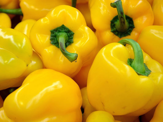 Golden California Wonder Sweet Pepper Seeds