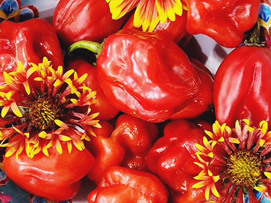 Red Habanero Chili Pepper Seeds