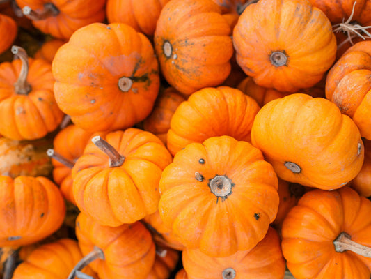 Jack Be Little Mini Orange Pumpkin Seeds