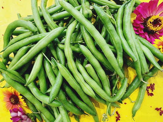 Kentucky Wonder Pole Bean Seeds
