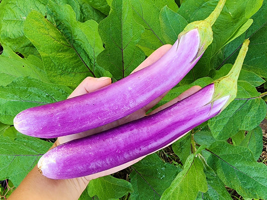 Long Ping Tung Eggplant Seeds