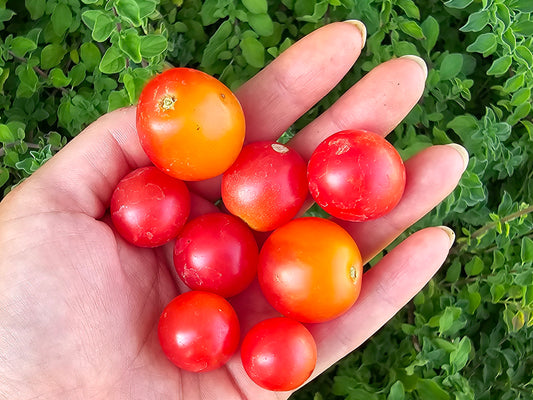 Rosy Finch Micro Dwarf Cherry Tomato Seeds