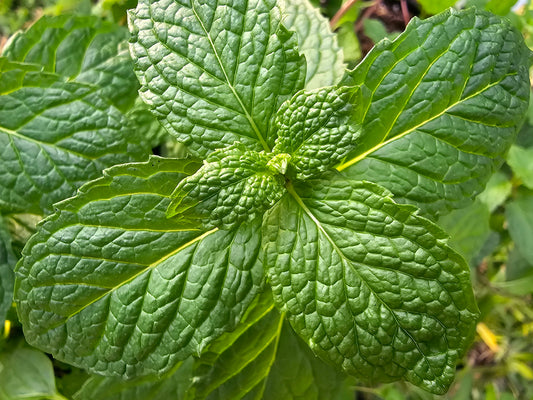 LIVE Plant - Mojito Mint