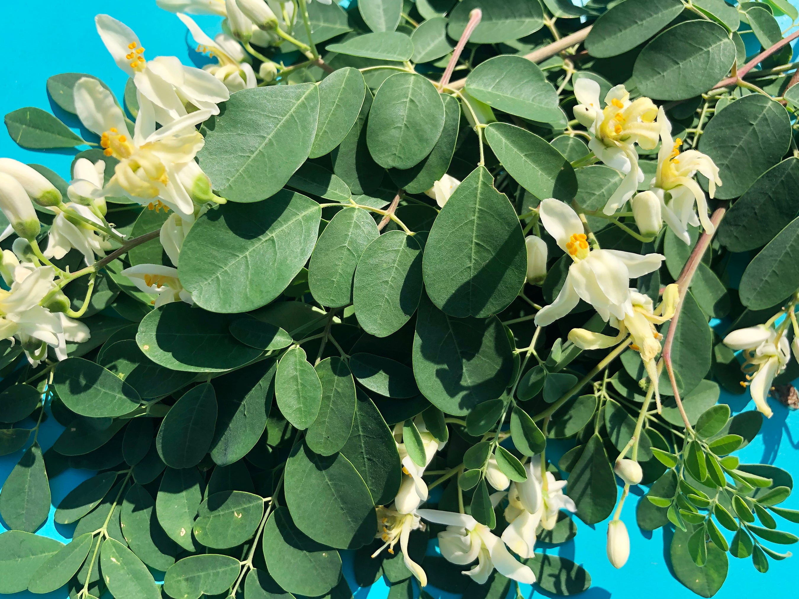 Moringa Oleifera – LIVE Superfood Tree Starter Plant – Jerra's Garden