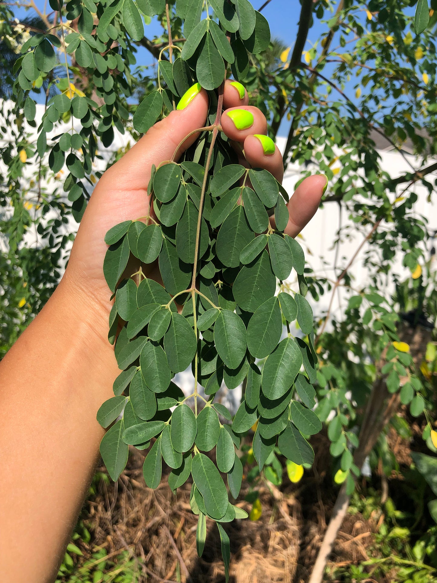 LIVE Plant - Moringa Oleifera