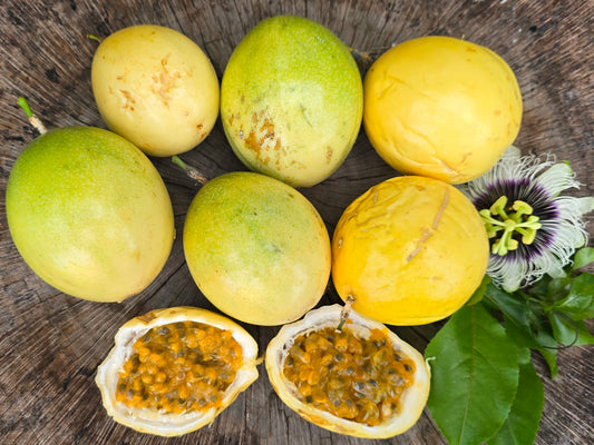RARE Giant Yellow Brazilian Passionfruit Seeds