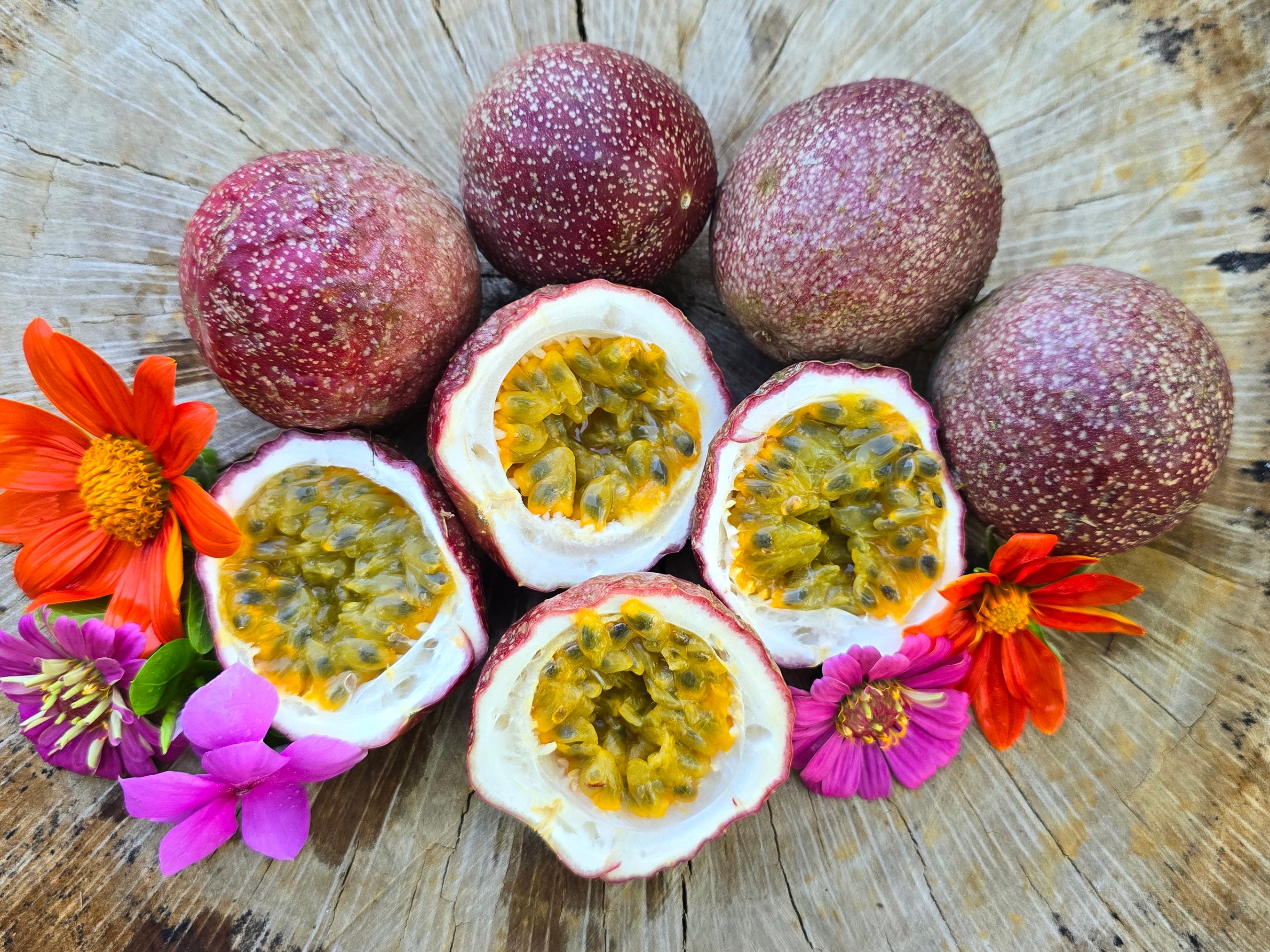 Possum Purple Passion Fruit – Self-Fertile Live Plant – Jerra's Garden