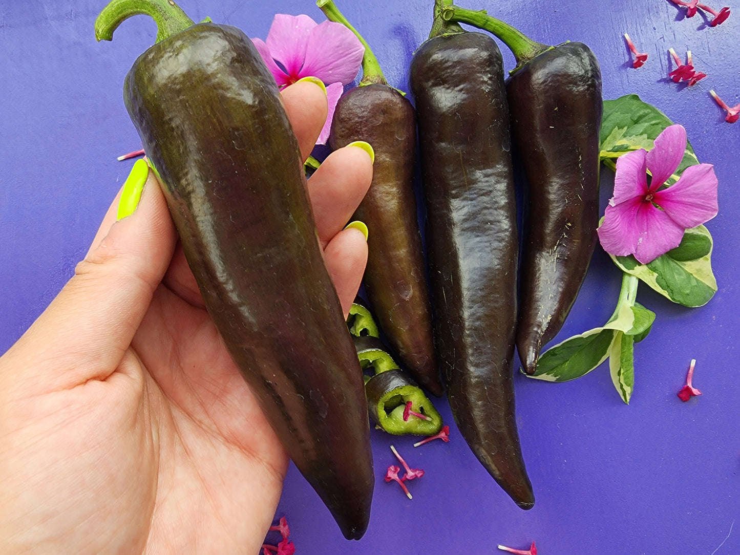 Purple Marconi Italian Sweet Pepper Seeds
