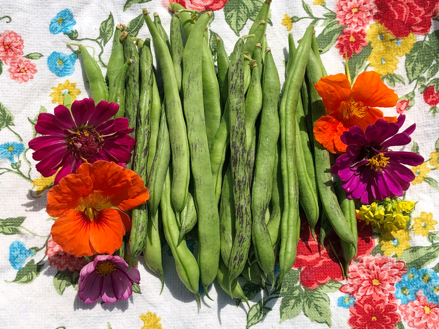 Bean Garden Heirloom Seed Collection Gift Set