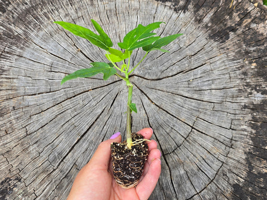 Dwarf Red Lady Papaya Self-Fertile LIVE PLANT