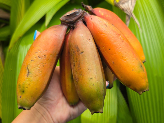 Red Cuban aka Red Dacca Banana LIVE Plant