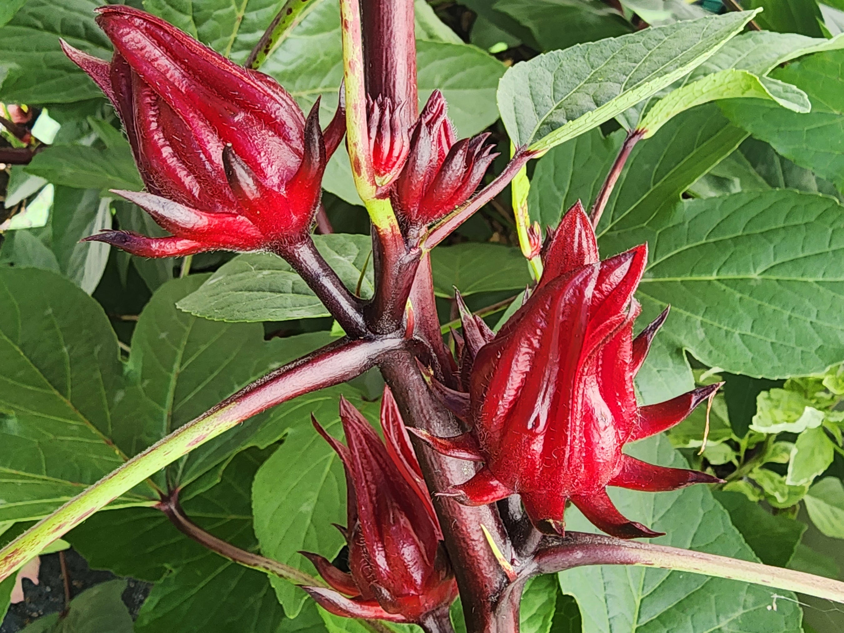 Early Roselle – Hibiscus sabdariffa - Cody Cove Farm \u0026 Nursery, image size:2700x2025