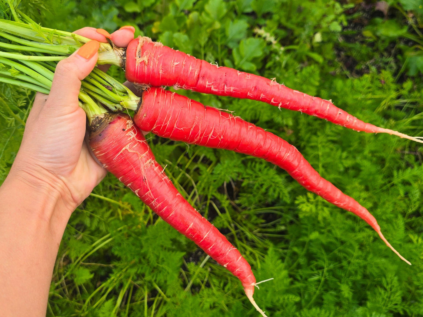 Samurai Red Carrot Seeds