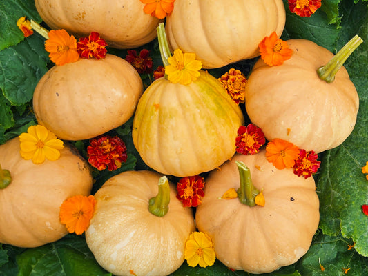 Seminole Pumpkin Seeds