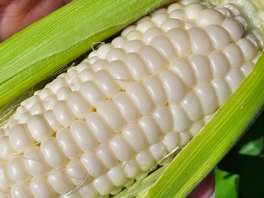 Silver King Hybrid Sweet Corn Seeds