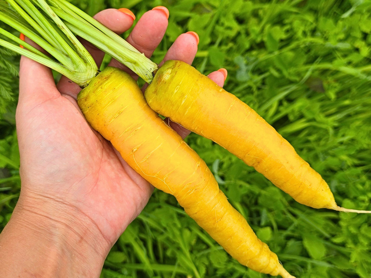 Solar Yellow Carrot Seeds