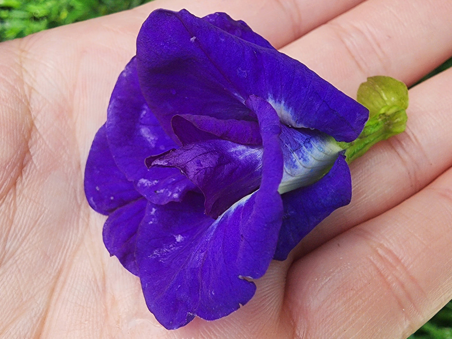 Thai Double Blue Butterfly Pea LIVE Plant