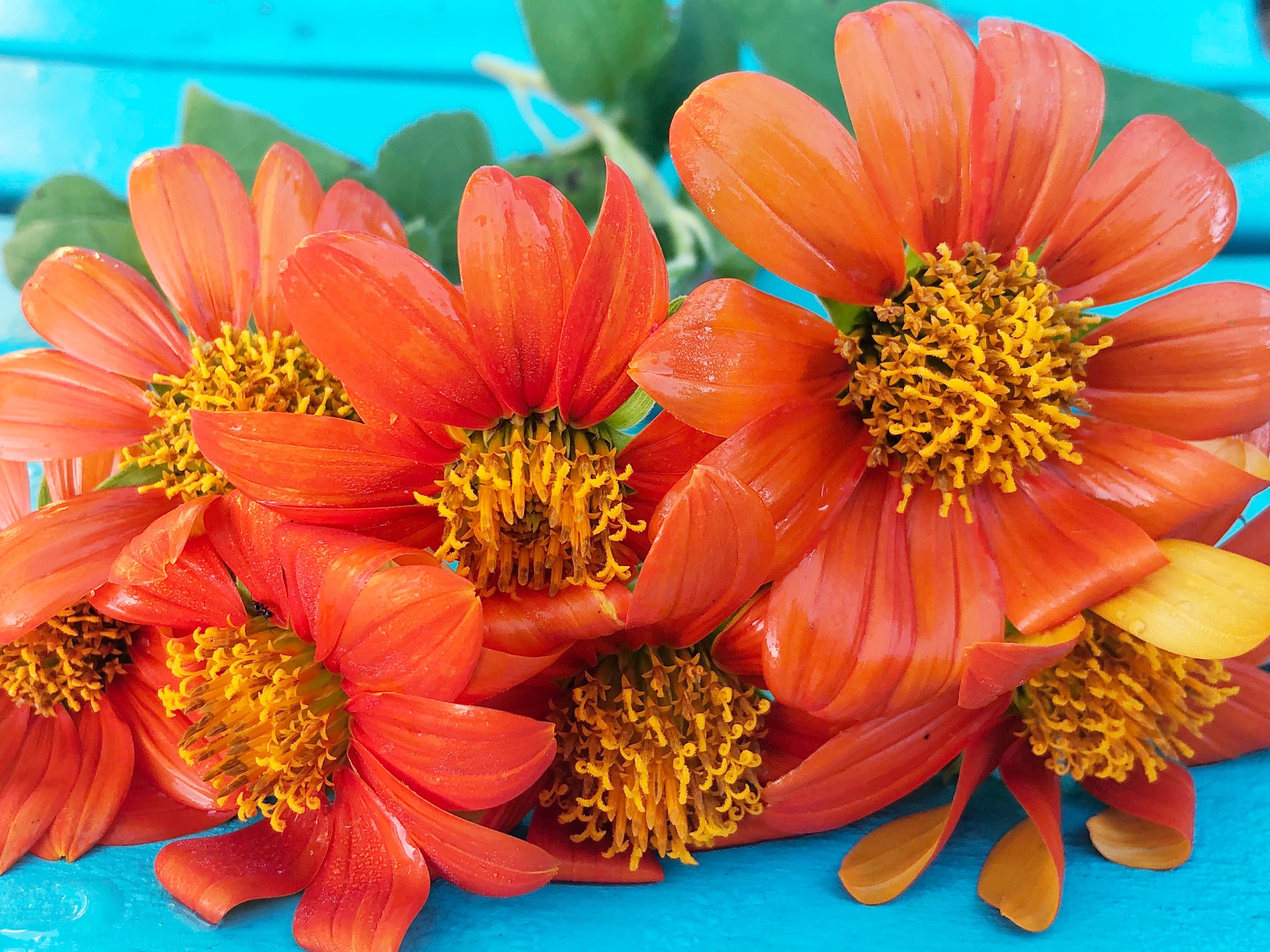 Orange Torch Mexican Sunflower – Tall Pollinator Favorite
