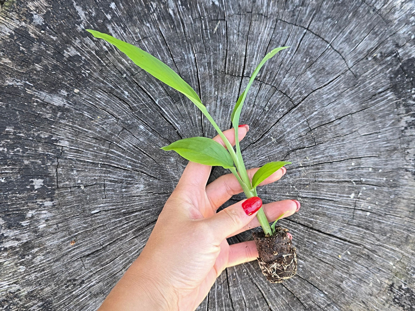 Orange Turmeric - SMALL Starter/Sprouted LIVE Plant