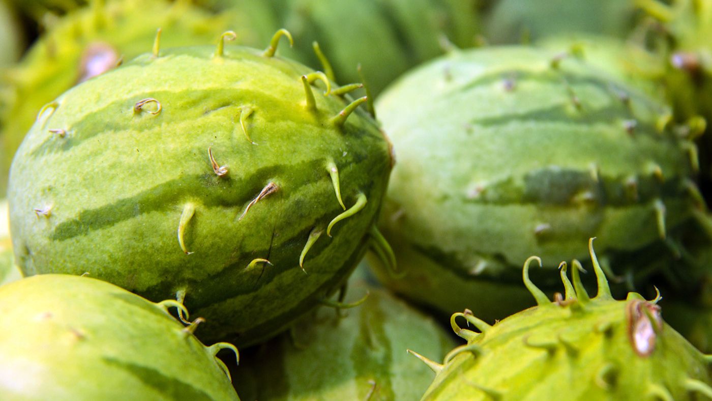 West Indian Burr Gherkin Cucumber Seeds