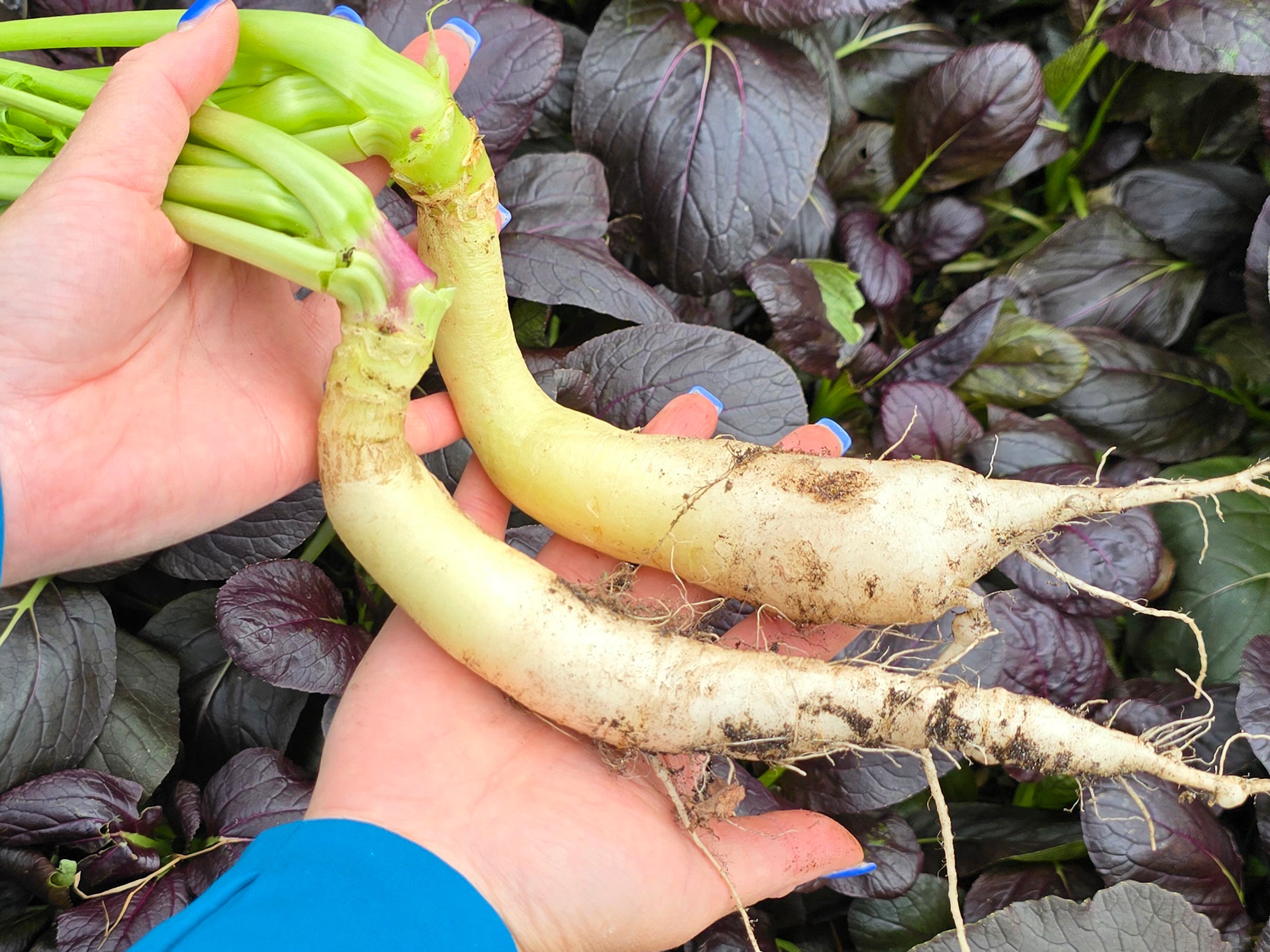 White Icicle Radish – Mild Heirloom Spring Root – Jerra's Garden
