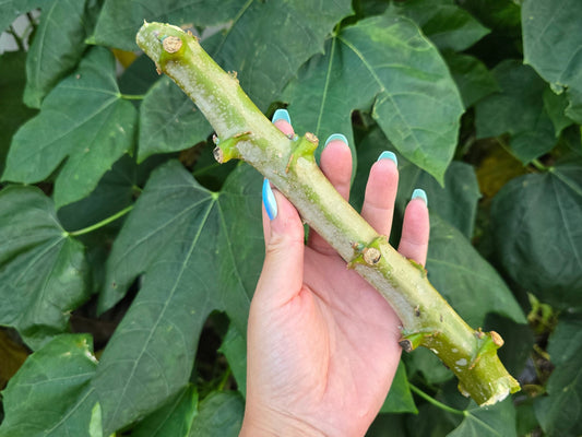 Yuca aka Cassava Plant Cuttings