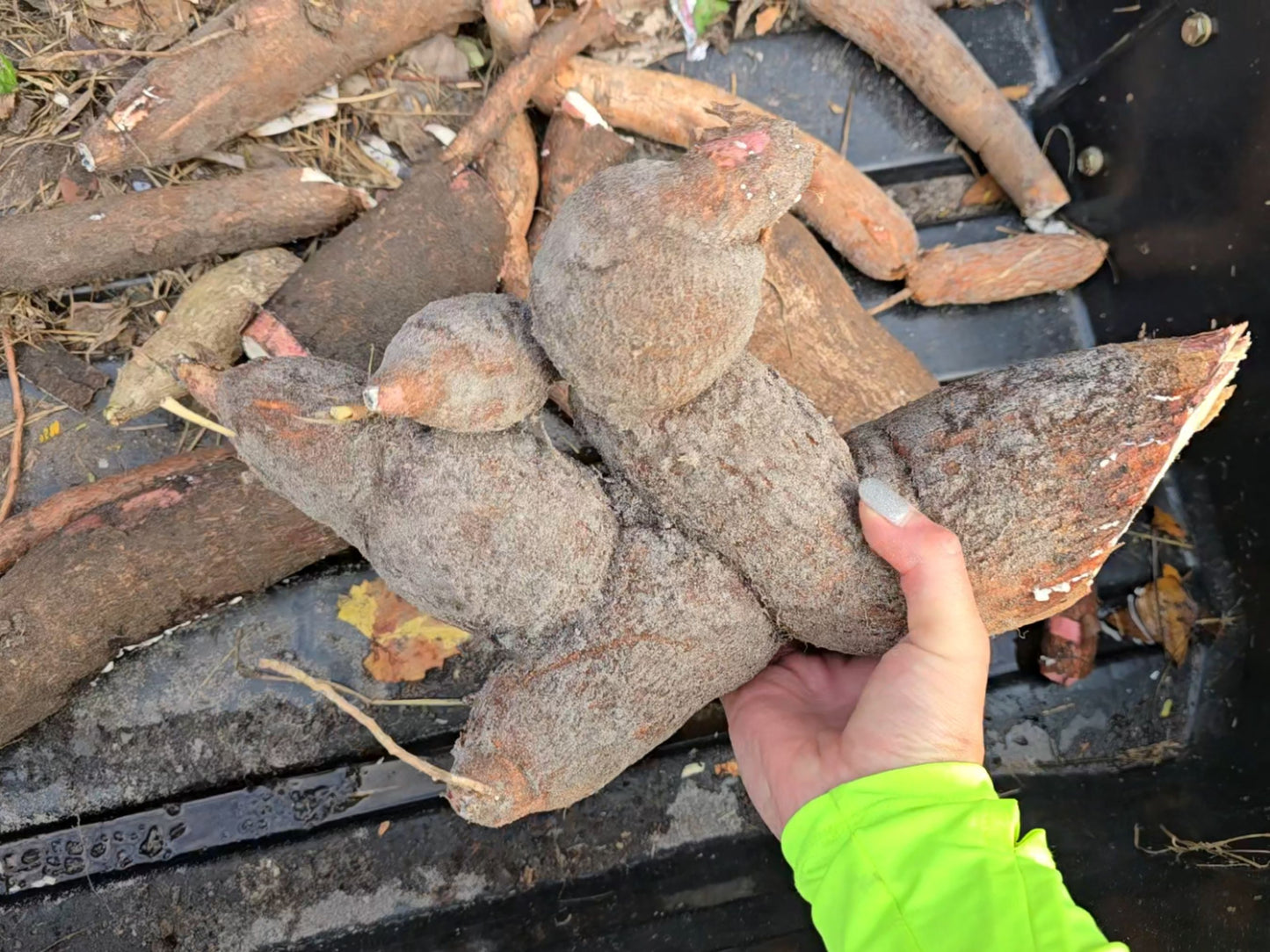 Yuca aka Cassava Plant Cuttings