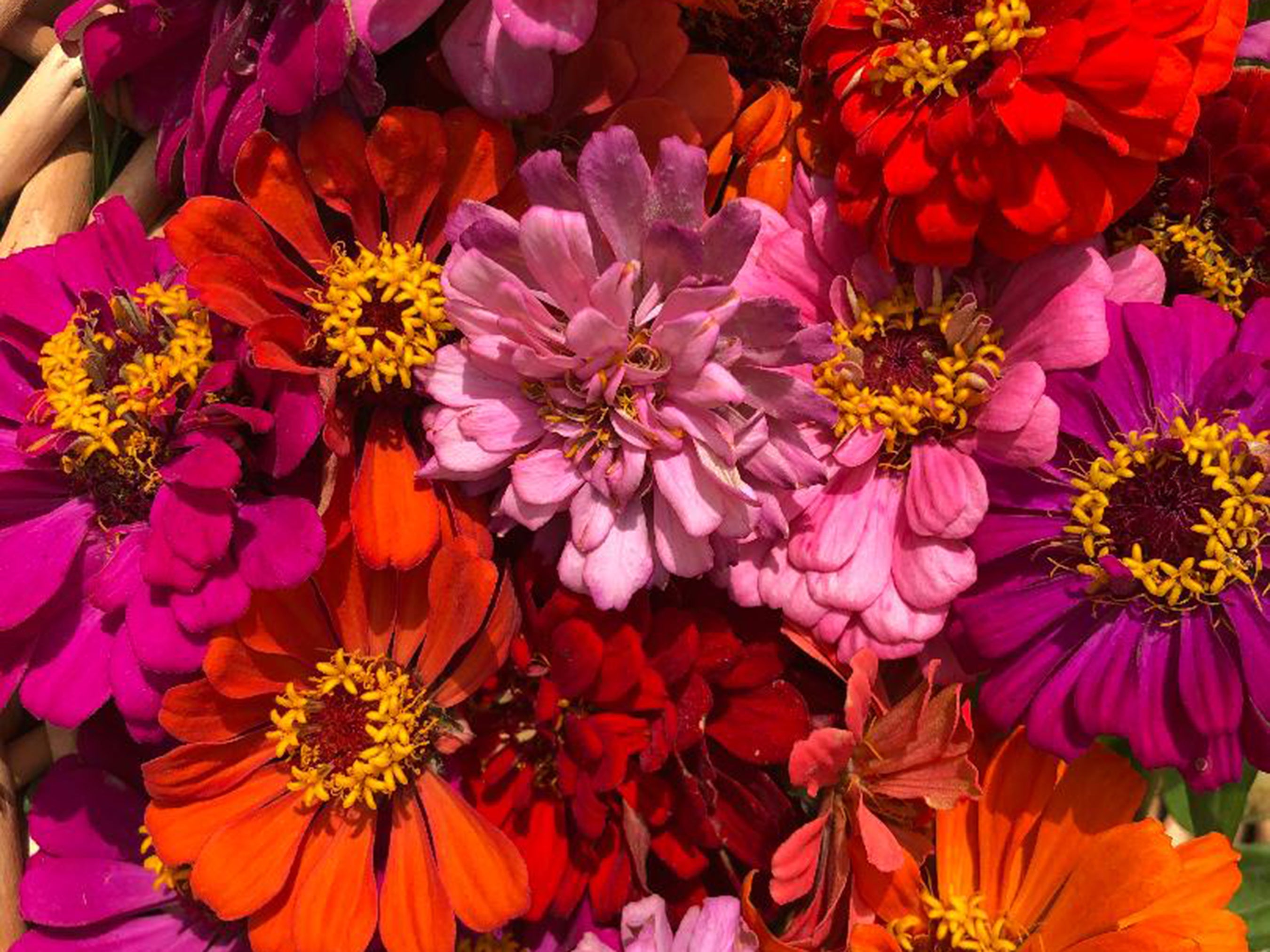 California Giant Zinnias – Bold Heirloom Cut Flowers – Jerra's Garden