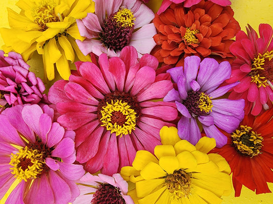 State Fair Zinnia Flower Seeds