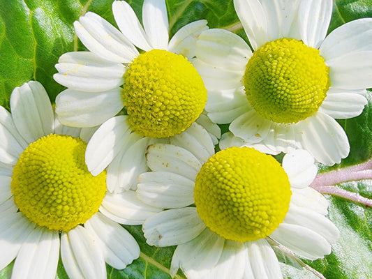 German Chamomile Seeds