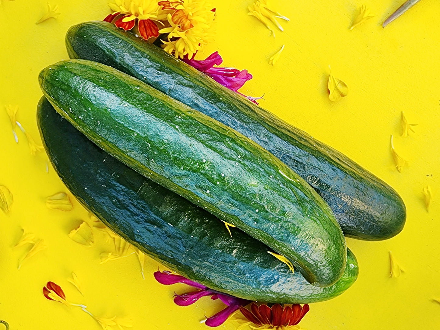 Cucumber Heirloom Seed Collection Gift Set