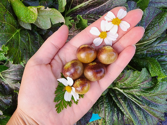 Blue Cream Berries Cherry Tomato Seeds