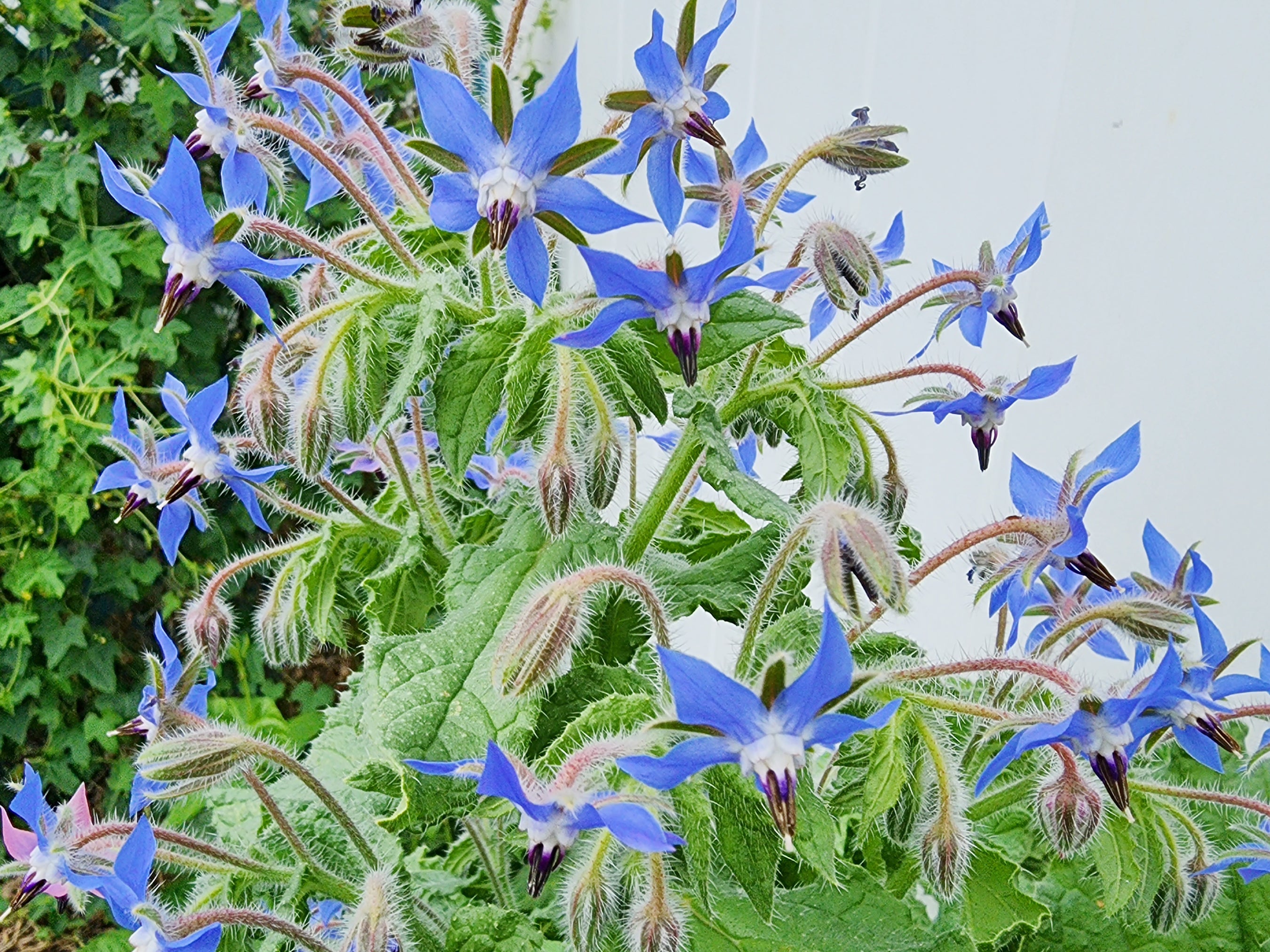 Renee's Garden Kitchen Herbs Blue Borage Seeds