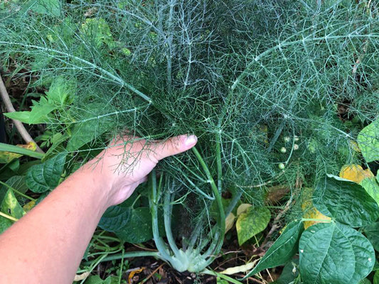 Bronze Fennel Herb Seeds