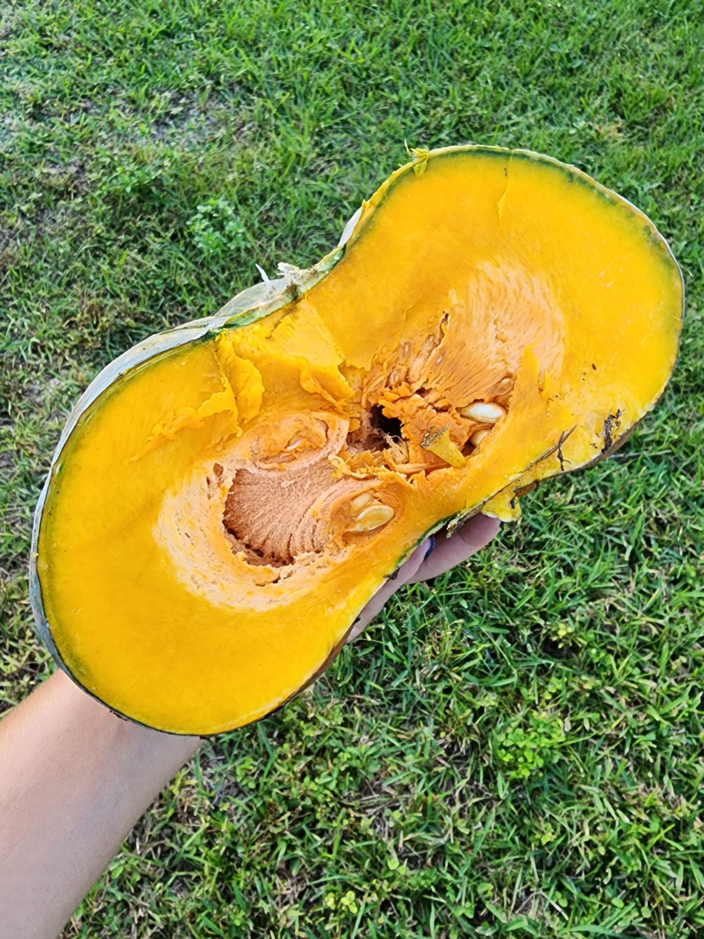 Calabaza Caribbean Pumpkin Seeds