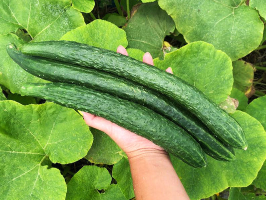 China Jade Cucumber Seeds