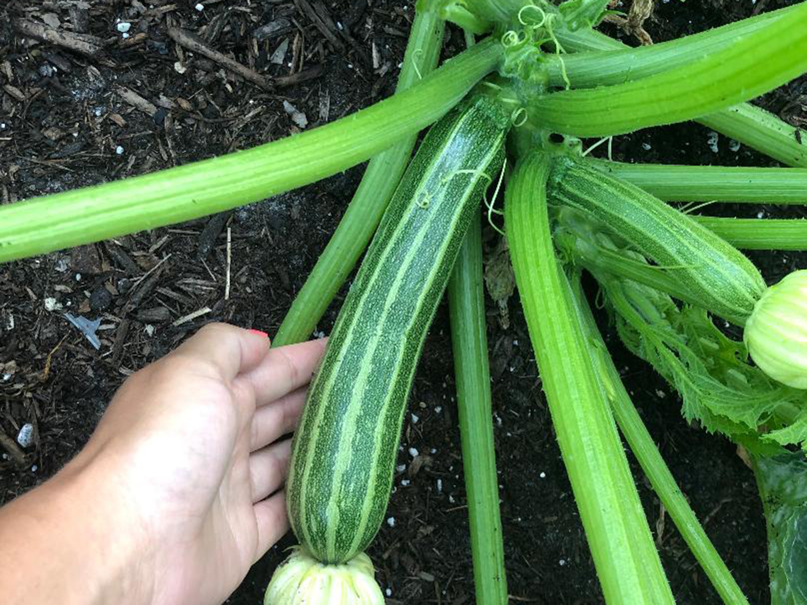 Cocozelle Zucchini Seeds – Striped Italian Heirloom – Jerra's Garden